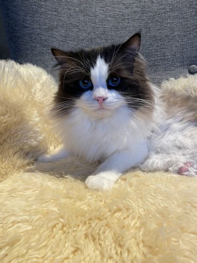 IDP*Jorgarden Carpizma Viking