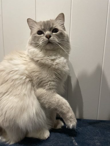 S*Jörgårdens Cherished Ebru