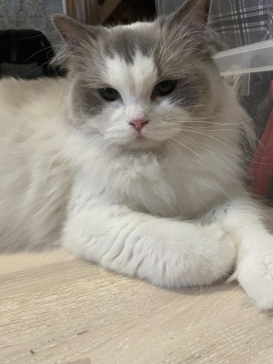 IDP*Jorgarden Darling Bibici