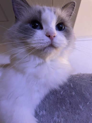 S*Jörgårdens Crystal Micah